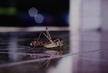 Grasshoper